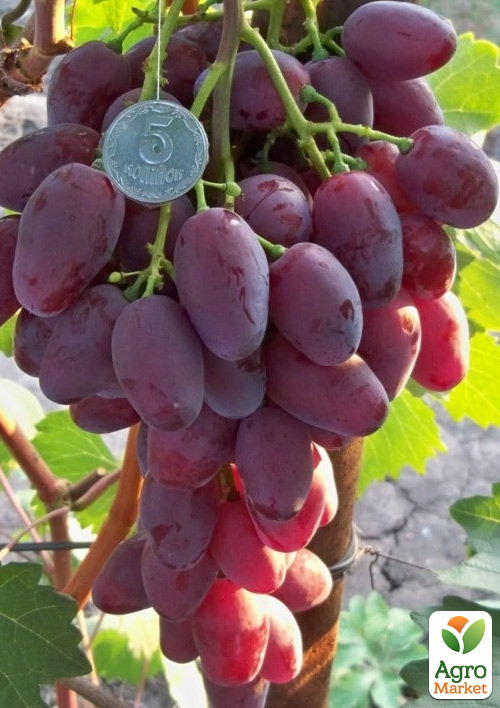 

Виноград Румейка (сверхранний, очень крупная гроздь)
