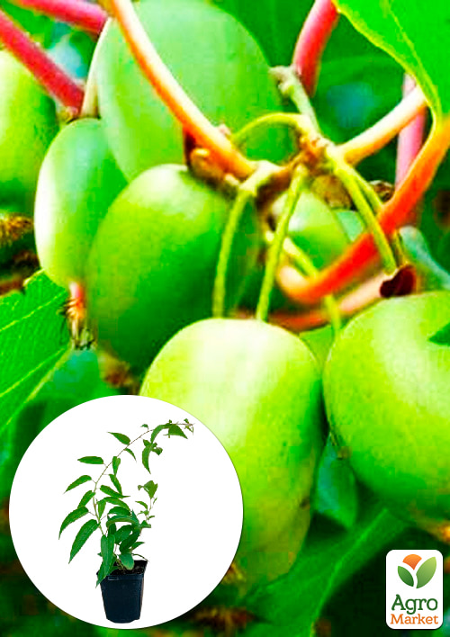 

Актинідія Віті Ківі самозапильний! (Міні-ківі, самоплідний сорт, середній термін дозрівання)