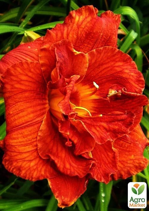 

Лілійник Mary Brown