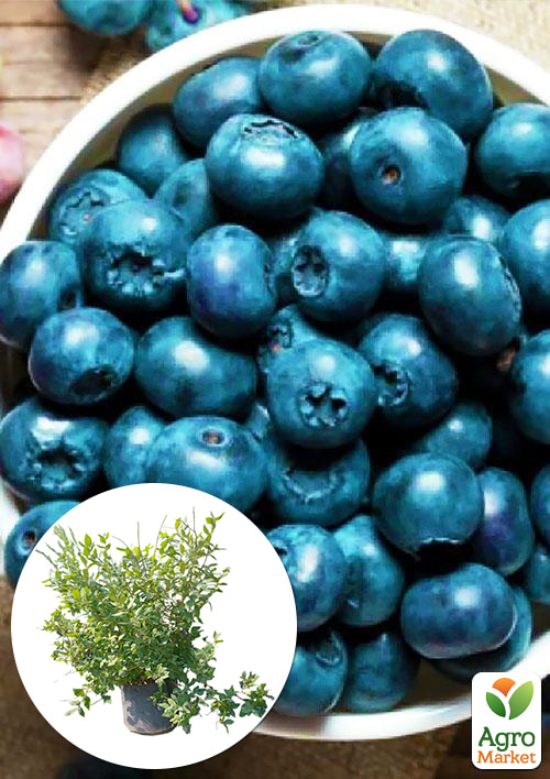 

Лохина 5-річна «Елліот» (Elliot) у контейнері 40 л