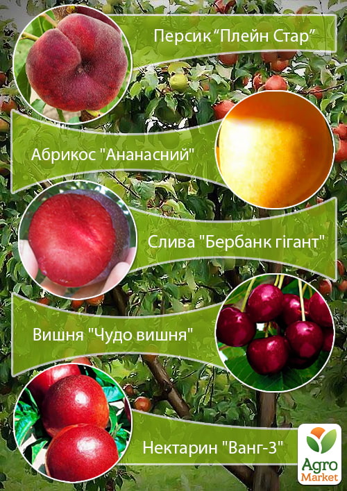 

Дерево-сад Мультифрукт Персик1+Абрикос+Слива+Вишня+Персик2