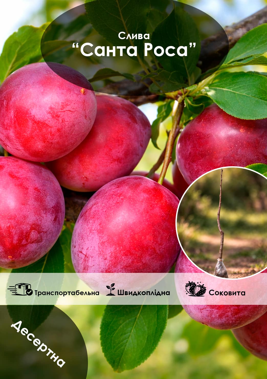 

Эксклюзив! Слива Санта Роса (Santa Rosa) (премиальный летний сорт, средний срок созревания)