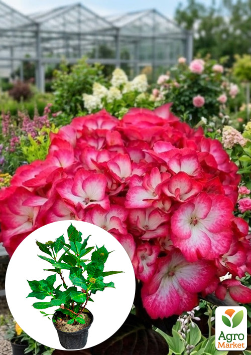 

Гортензія крупнолистова 3-х річна Selma