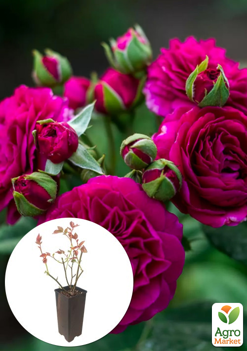 

Роза шраб Purple Lodge в контейнере, высший сорт