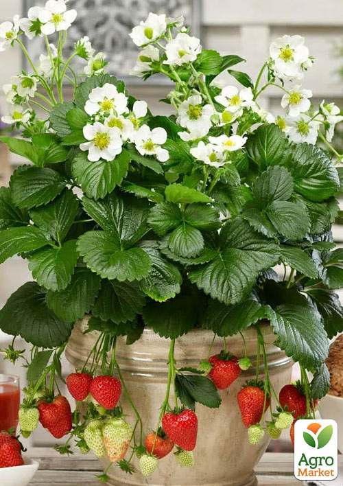 

Полуниця Ампельна Монтана (Montana) (Ремонтантний ранній сорт)