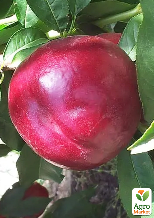 

Нектарин Екстрим Б'юті (лисий персик, літній сорт, середній термін дозрівання)