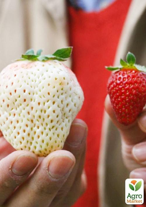 

Полуниця Білий швед (середній термін дозрівання, один з найбільш незвичайних сортів)