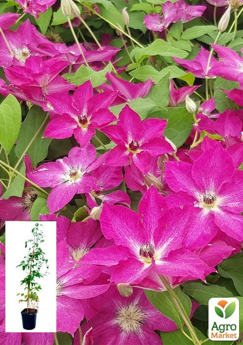 

Клематис 2-річний Viva Polonia С2