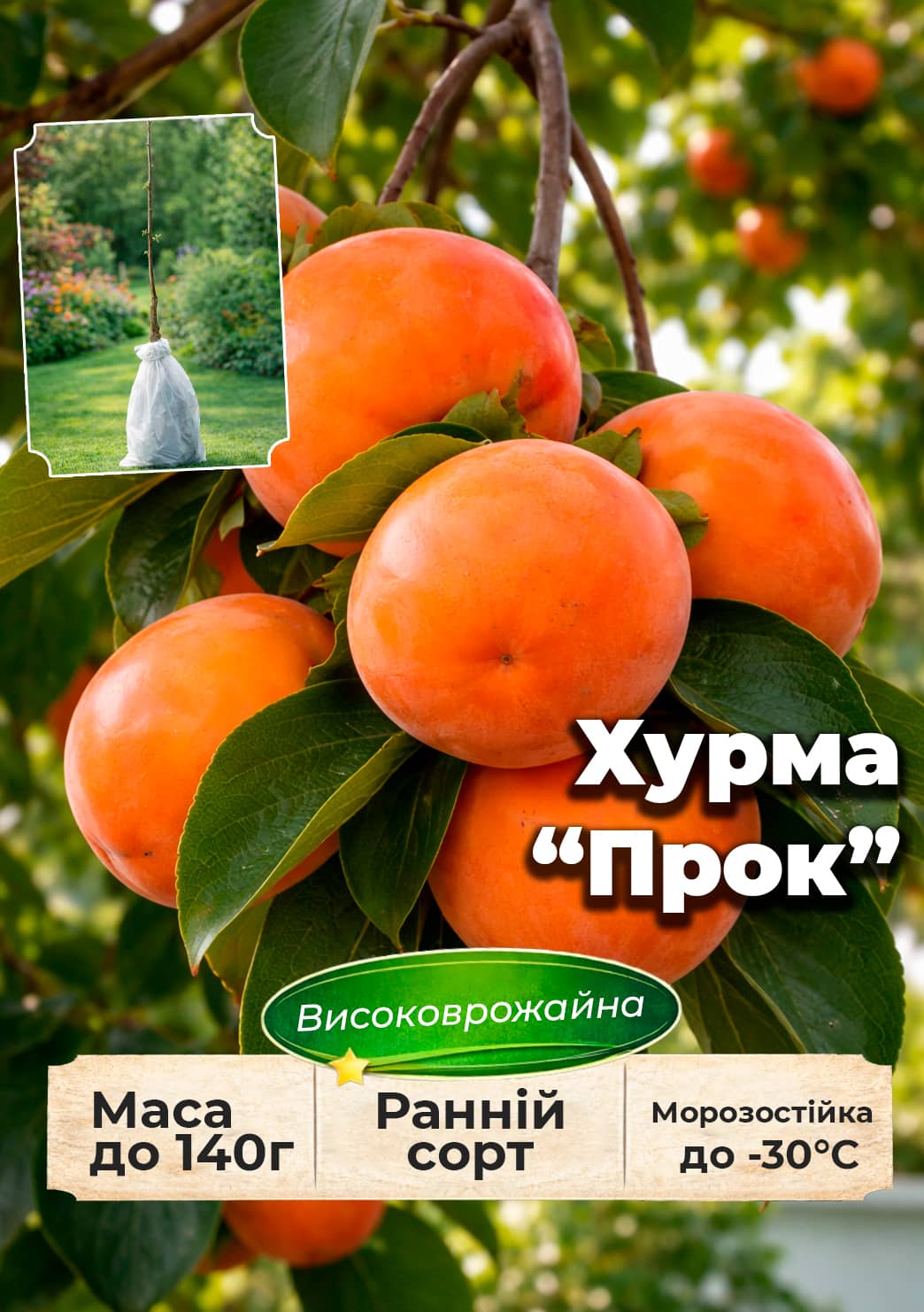 

Ексклюзив! Хурма на вірджинській морозостійкій підщепі Прок (Prok) найвищий сорт!