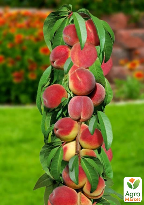 

Персик колоновидный Принц (медовое послевкусие, средний срок созревания)