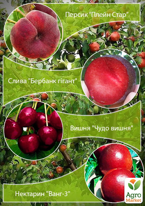 

Дерево-сад Мультифрукт Персик1+Слива+Вишня+Персик2