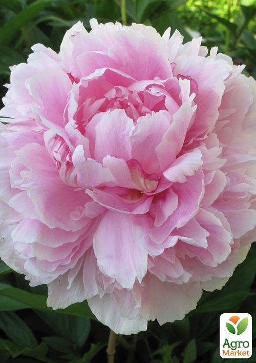 

Півонія трав'яниста Долороделл 1шт в упаковці