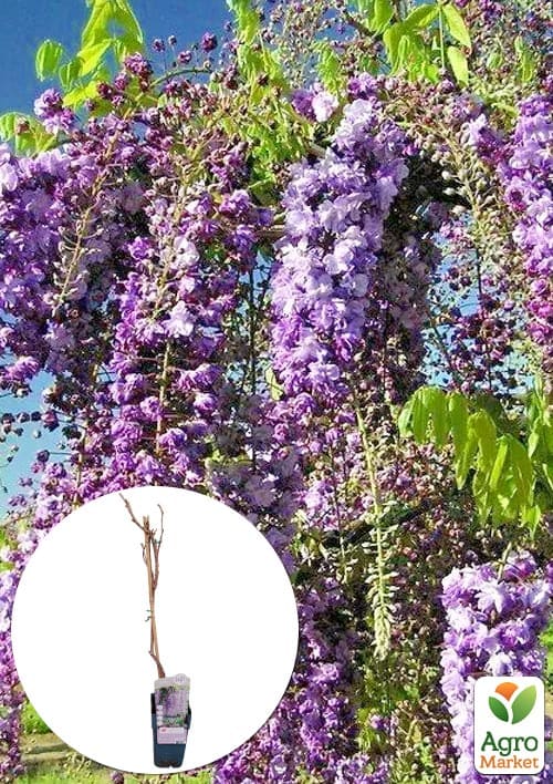 

LMTD Вістерія (гліцинія) Naga Noda 2-річна (висота 50-70см)