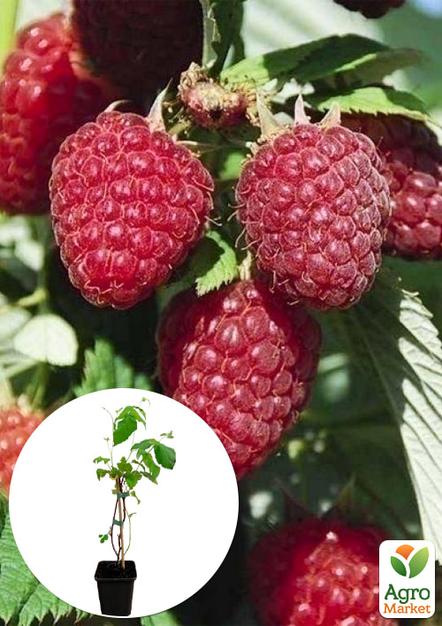 

LMTD Малина Malling Promise (сортова, укорінена)