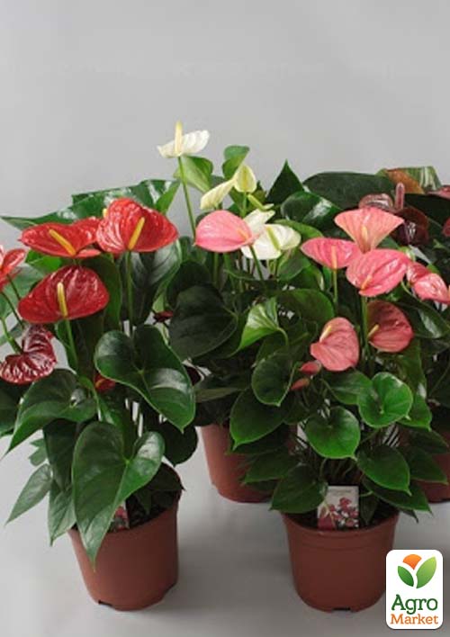 

Антуріум MIX уцінка (без квітів)