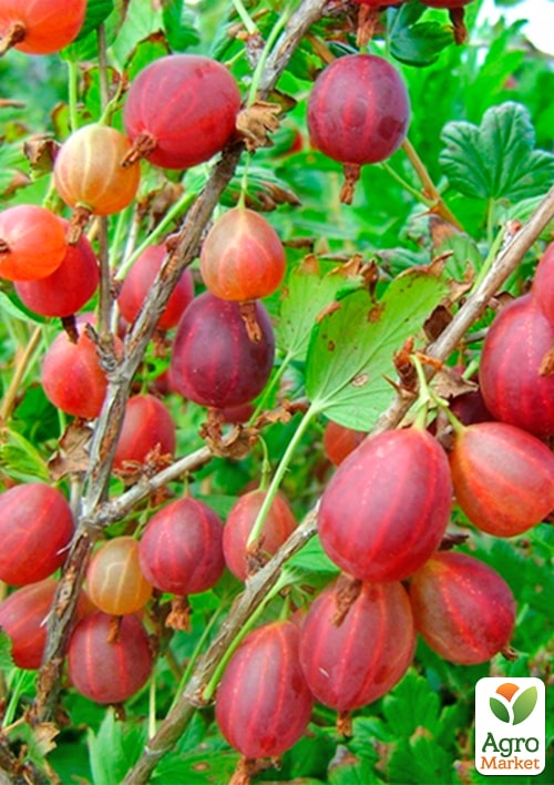 

Аґрус Елегант (середньо-ранній термін дозрівання)