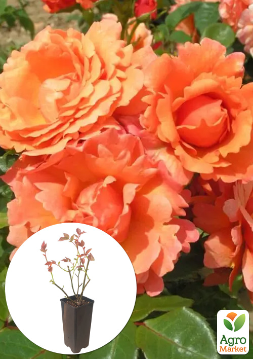 

Роза флорибунда Easy Does It в контейнере, высший сорт