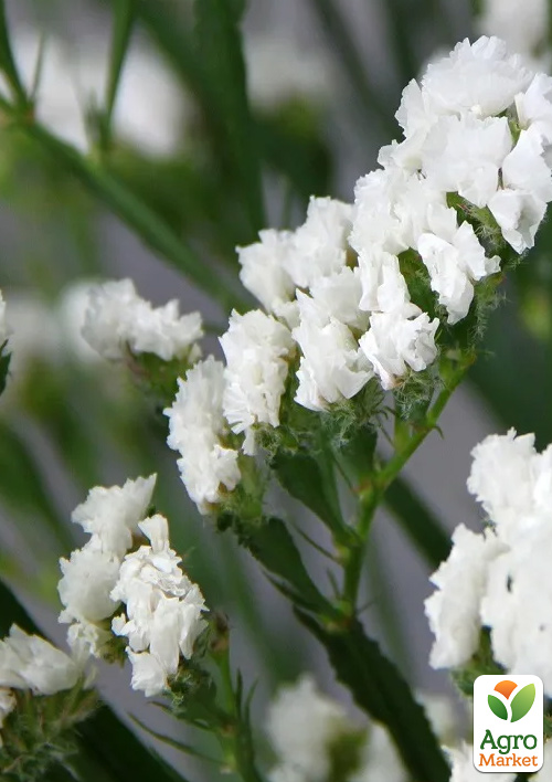 

Статица Supreme White (кермек, лимониум, сухоцвет)