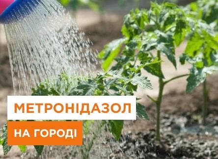 Метронидазол в огороде 