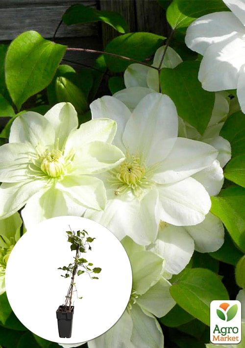 

LMTD Клематис 2-х річний Guernsey Cream (висота 40-60 см)