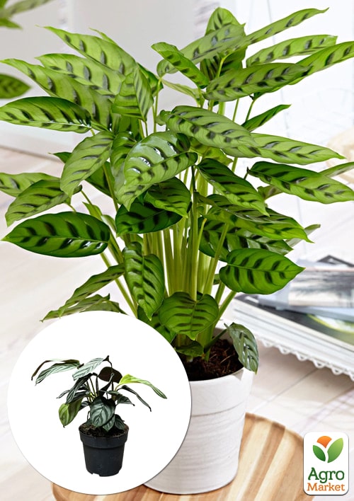 

Калатея Leopardina висота 45-55см