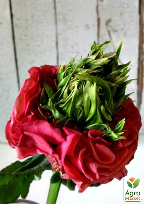 

Роза чайно-гибридная Red Lollipop (саженец класса АА, высший сорт)