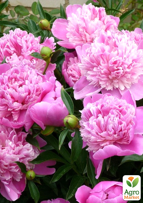 

Півонія трав'яниста Edulis Superba 1шт в упаковці