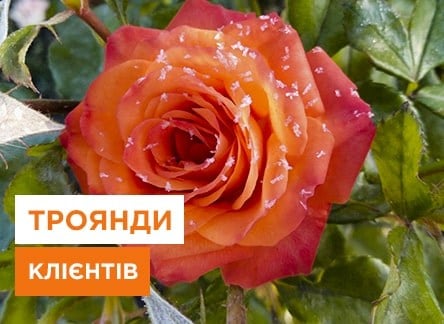 Посадка троянд, як вирощувати троянди, поради досвідчених садівників - Agro-Market