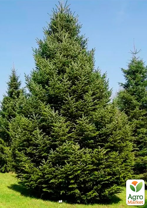 

Пихта 4-х летняя кавказская Нордмана (Abies nordmanniana), С4 высота 40-50 см