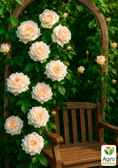 

Роза плетистая Schneewalzer (саженец класса АА+) высший сорт