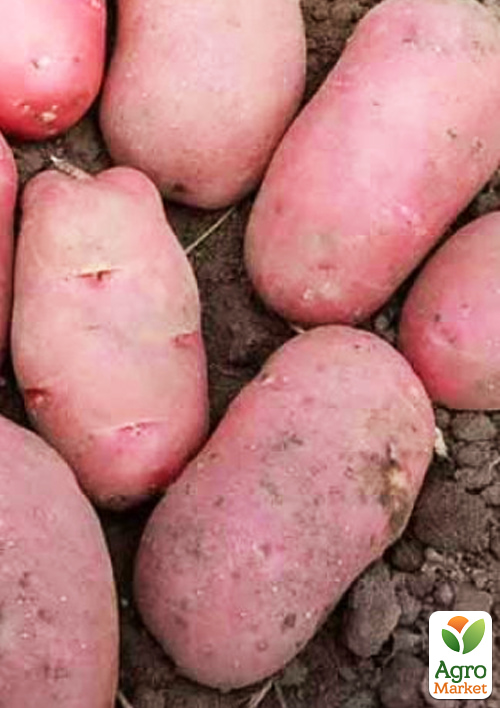 

Картофель Каразон семенной ранний (1 репродукция) 5кг