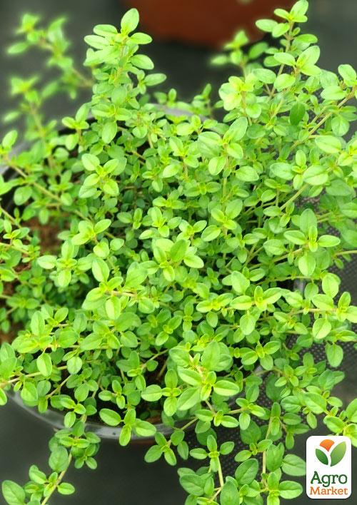 

Тимьян Golden Dwarf