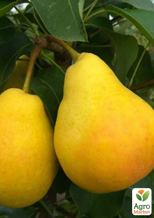 

Груша Шарне (Charneux) (осінній сорт, середній термін дозрівання)