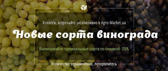Эксклюзив! Новые премиальные сорта винограда со скидкой -25% Эксклюзив! Новые премиальные сорта винограда со скидкой -25%