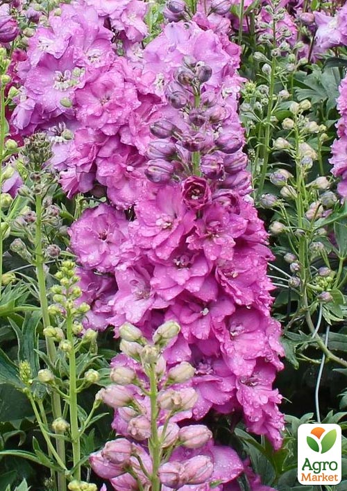 

Дельфініум гігантський Astolat (тихоокеанський)