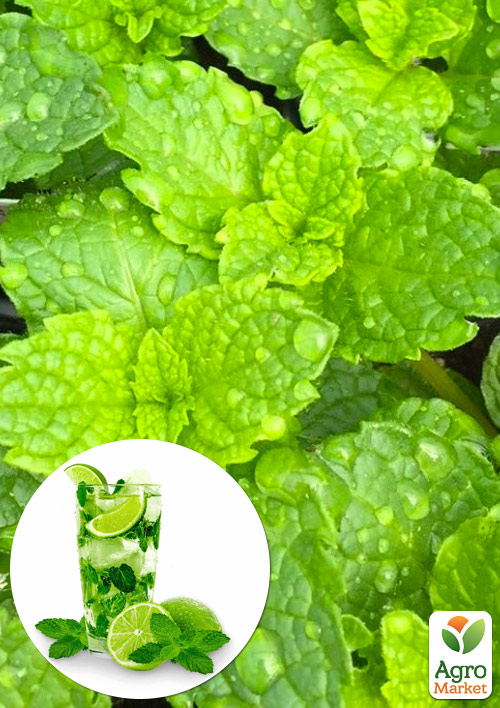 

М'ята Мохіто Mint Mojito