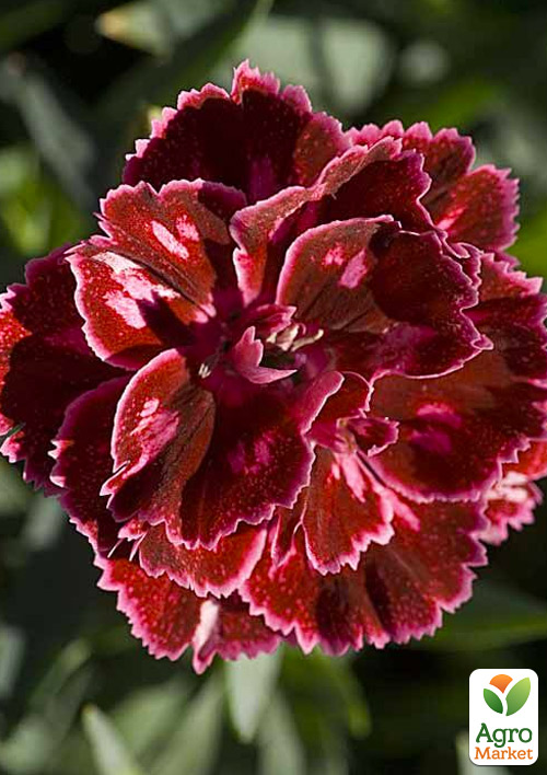 

Гвоздика Махрова Super Trouper Diwali