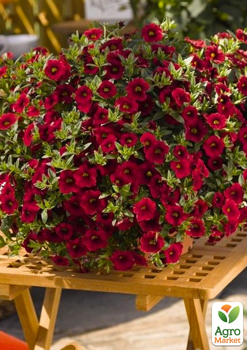 

Калибрахоа Lindura Red