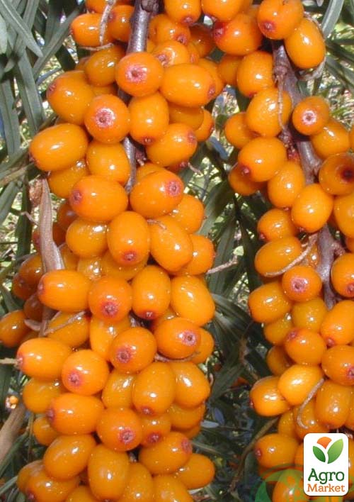 

Облепиха Нивелена (женский сорт) (средний срок созревания)