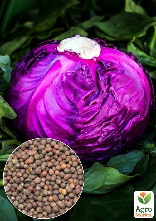 

На развес Капуста краснокочанная Гако ТМ Весна цена за 2г