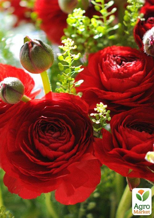 

Лютики (Ранункулюс) Red 988 (размер 5/6 , крупный) 5шт в упаковке