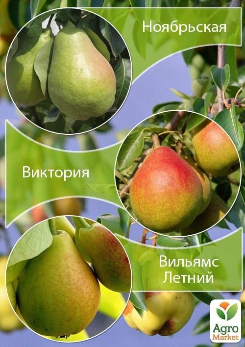 

Дерево-сад Груша "Ноябрьская+Виктория+Вильямс Летний"
