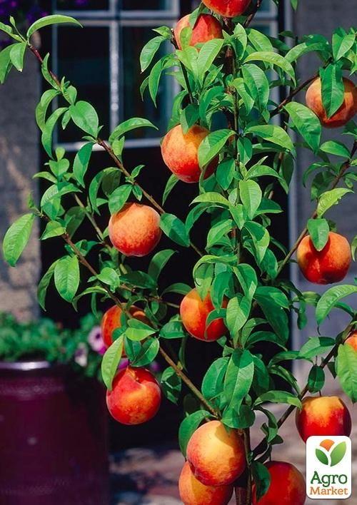 

Ексклюзив! Персик колоновидний помаранчевий із засмагою на сонячному боці Сувенір (Souvenir) (преміальний середньостиглий сорт)
