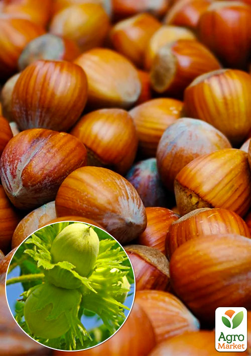 

Фундук Вебба Ценный (средний срок созревания, перекрёстное опыление, садить по 2 шт)