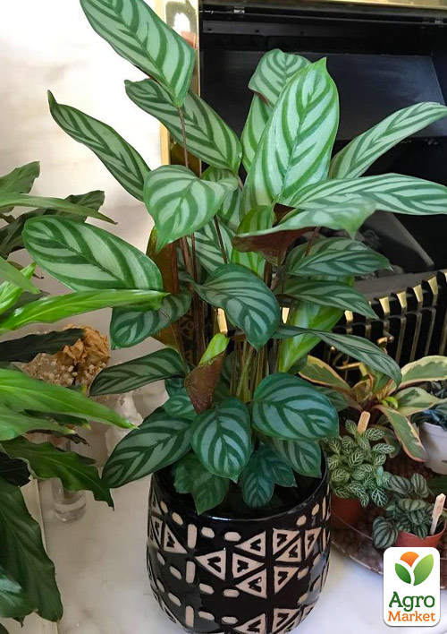 

LMTD Ктенанта Compactista (висота 70-90см)