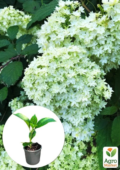 

Гортензия древовидная Hayes Starburst