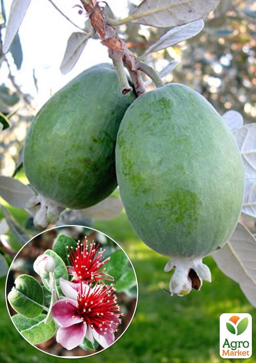 

Фейхоа зеленая Селлова (Sellowiana)