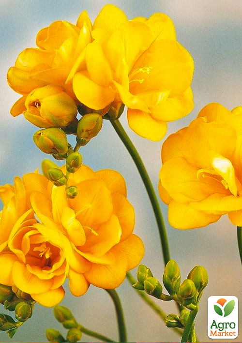 

Фрезия махровая Yellow 5шт в упаковке