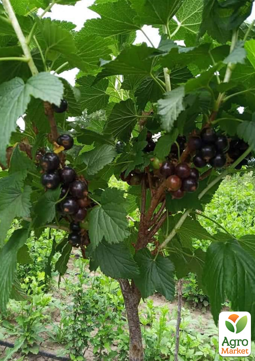 

Смородина на штамбе Биг Бен (Big Ben) (среднеранний срок созревания, крупноплодный сорт)