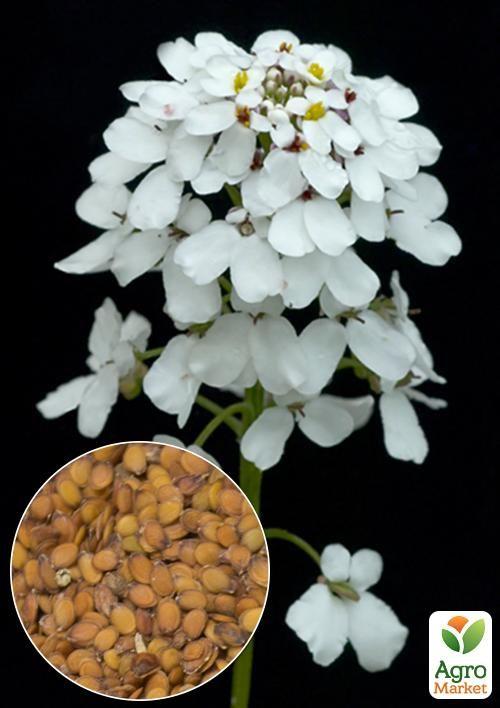 На вагу Іберіс "Гіацінтоквітковий білий" ТМ "Весна" ціна за 2г